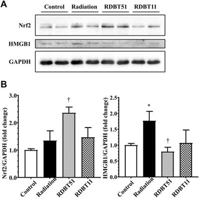 Dang Gui Bu Xue Tang, a conventional Chinese herb decoction, ameliorates radiation-induced heart disease via Nrf2/HMGB1 pathway